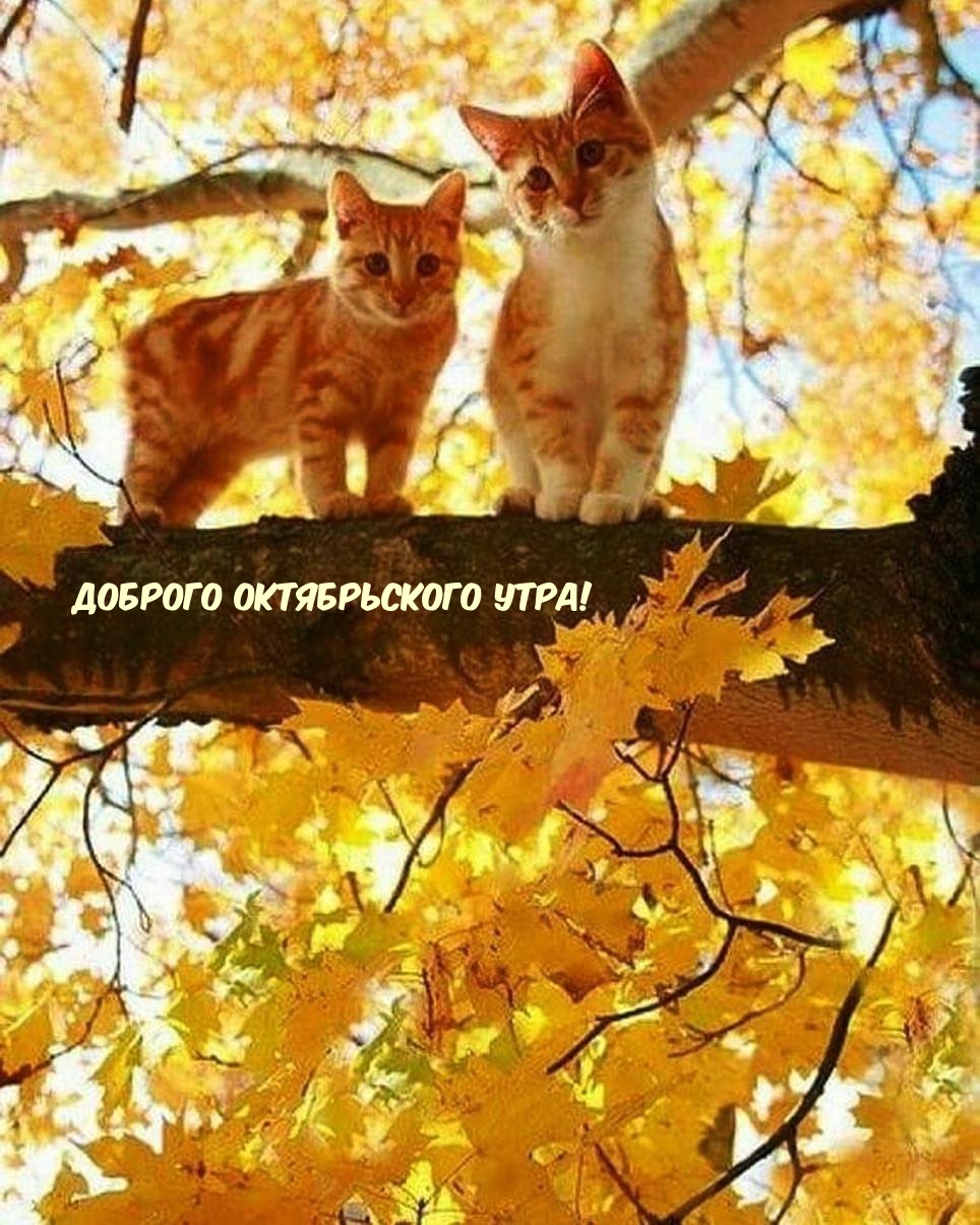 Доброго октябрьского утра!