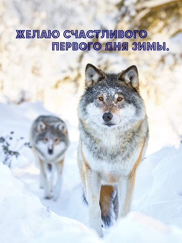 Желаю счастливого первого дня зимы.