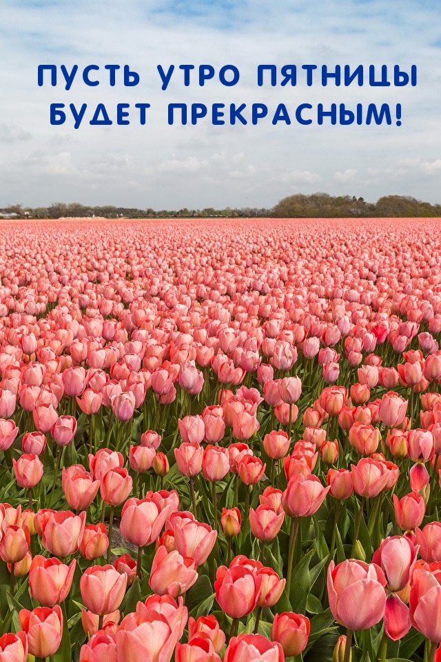 Пусть утро пятницы будет прекрасным!