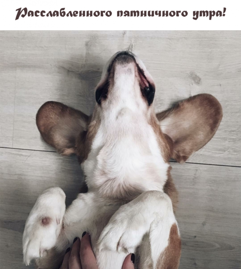 Расслабленного пятничного утра!