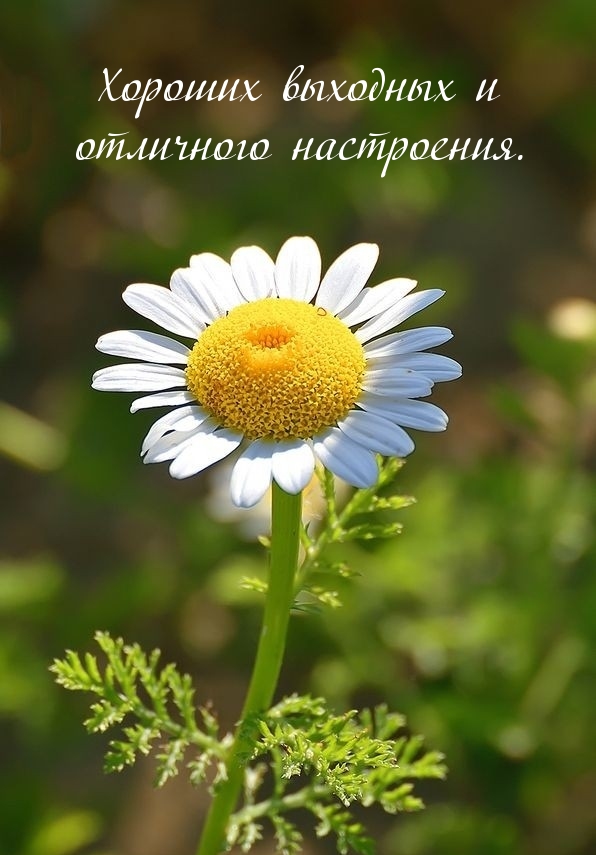 Хороших выходных и отличного настроения.