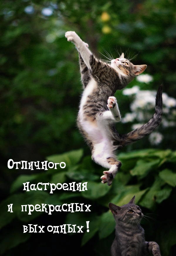 Отличного настроения и прекрасных выходных!