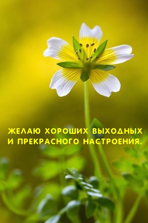 Желаю хороших выходных и прекрасного настроения.