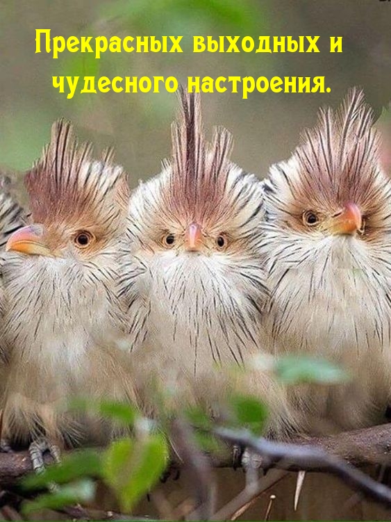 Прекрасных выходных и чудесного настроения.