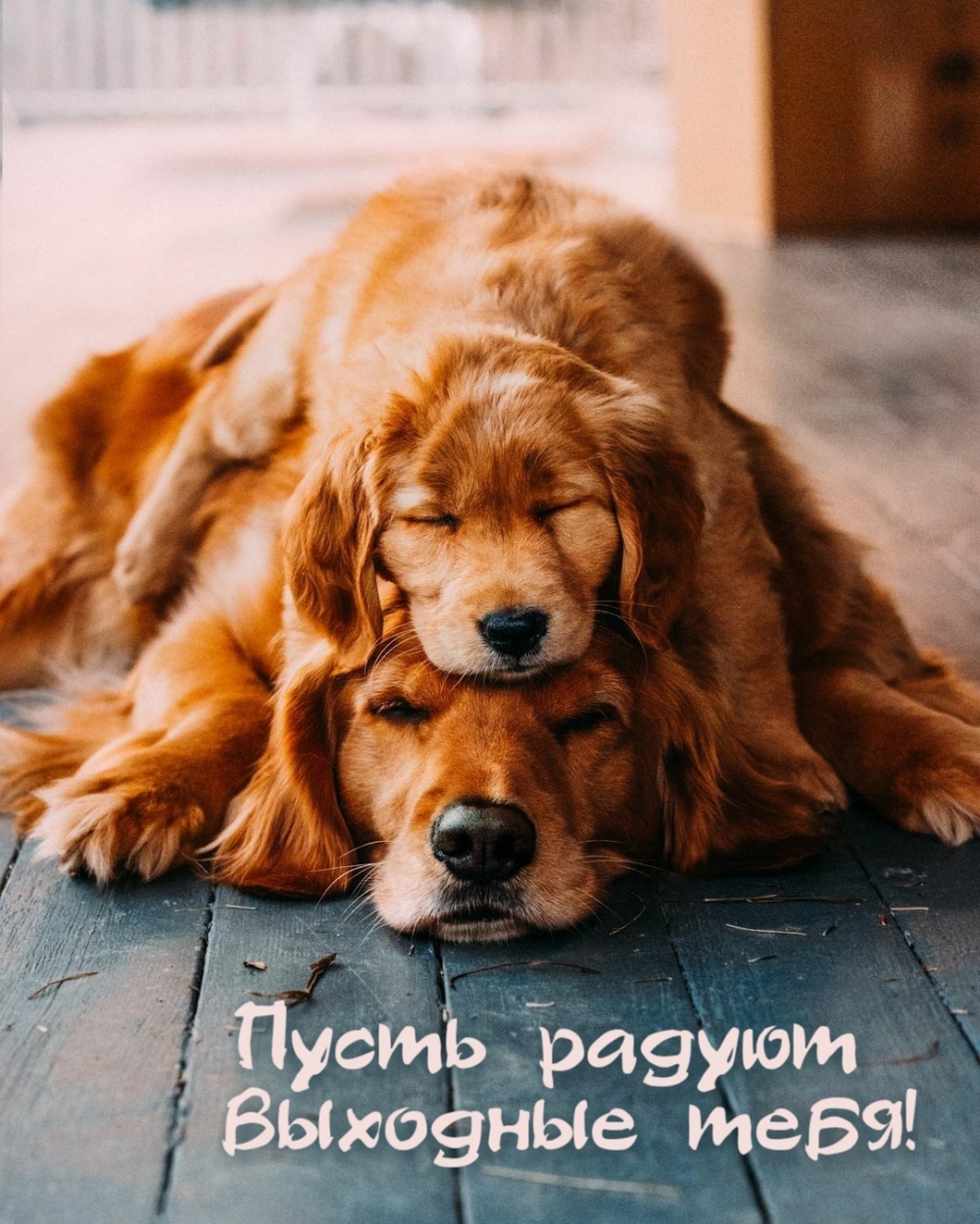 Пусть радуют выходные тебя!