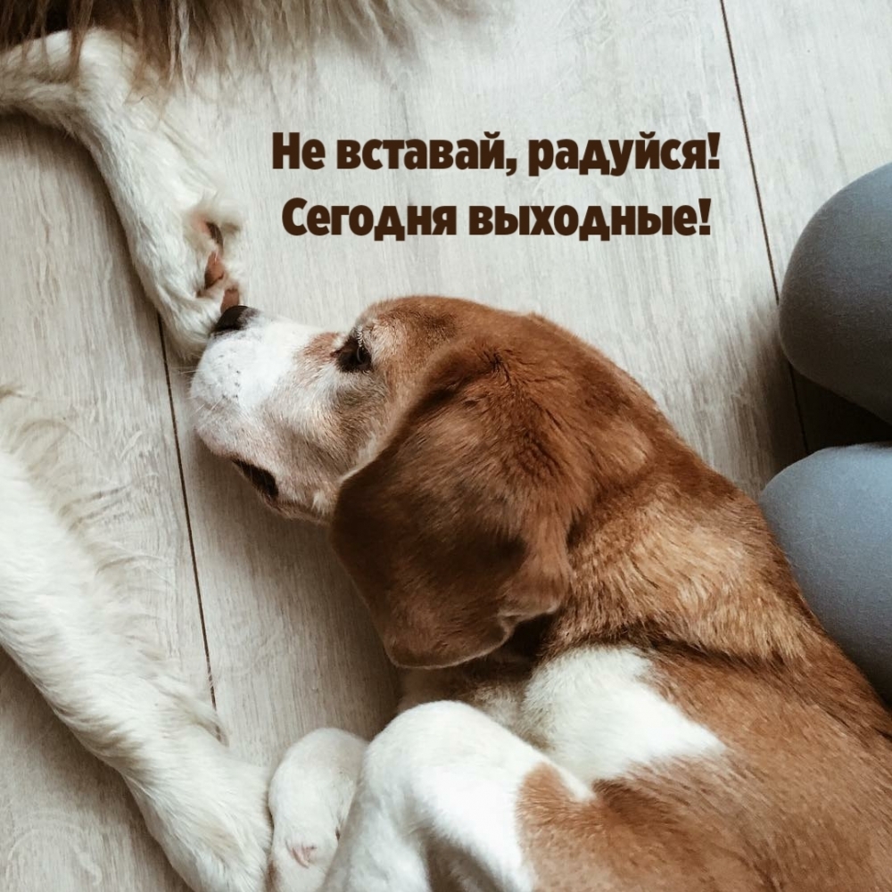 Не вставай, радуйся! Сегодня выходные!