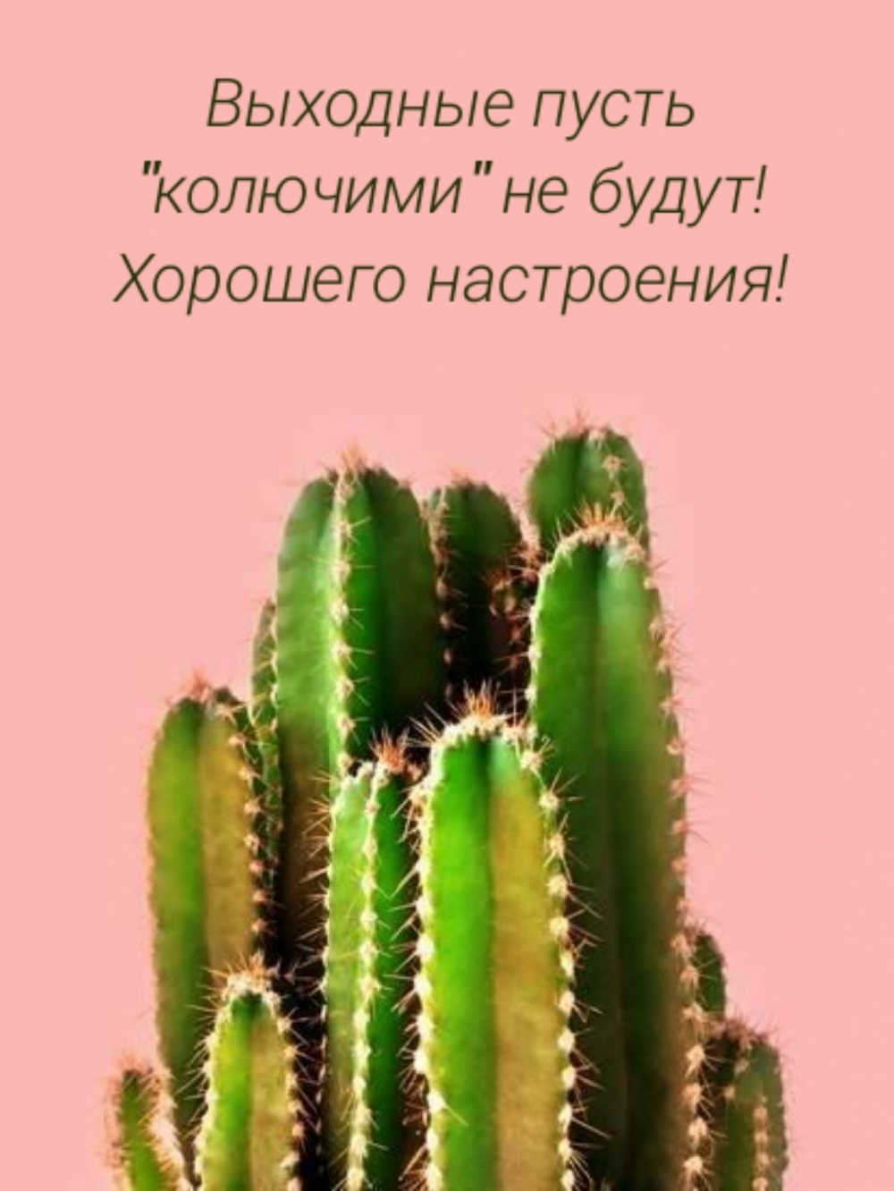 Выходные пусть «колючими» не будут! Хорошего настроения!