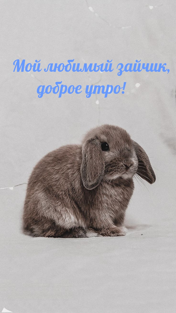 Мой любимый зайчик, доброе утро!
