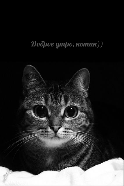 Доброе утро, котик))