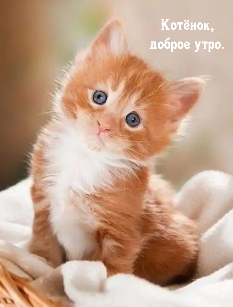 Котёнок, доброе утро.