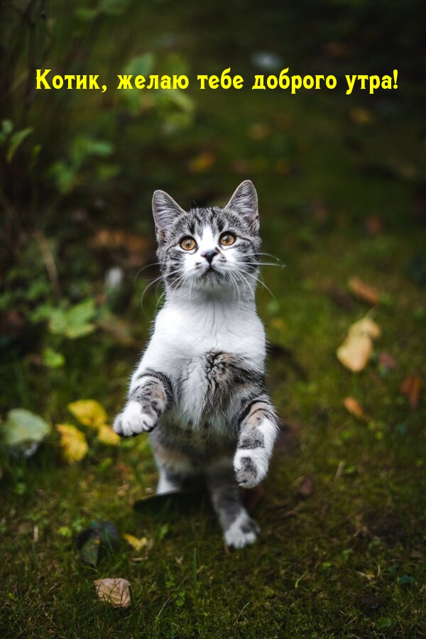 Картинка - Котик, желаю тебе доброго утра!.