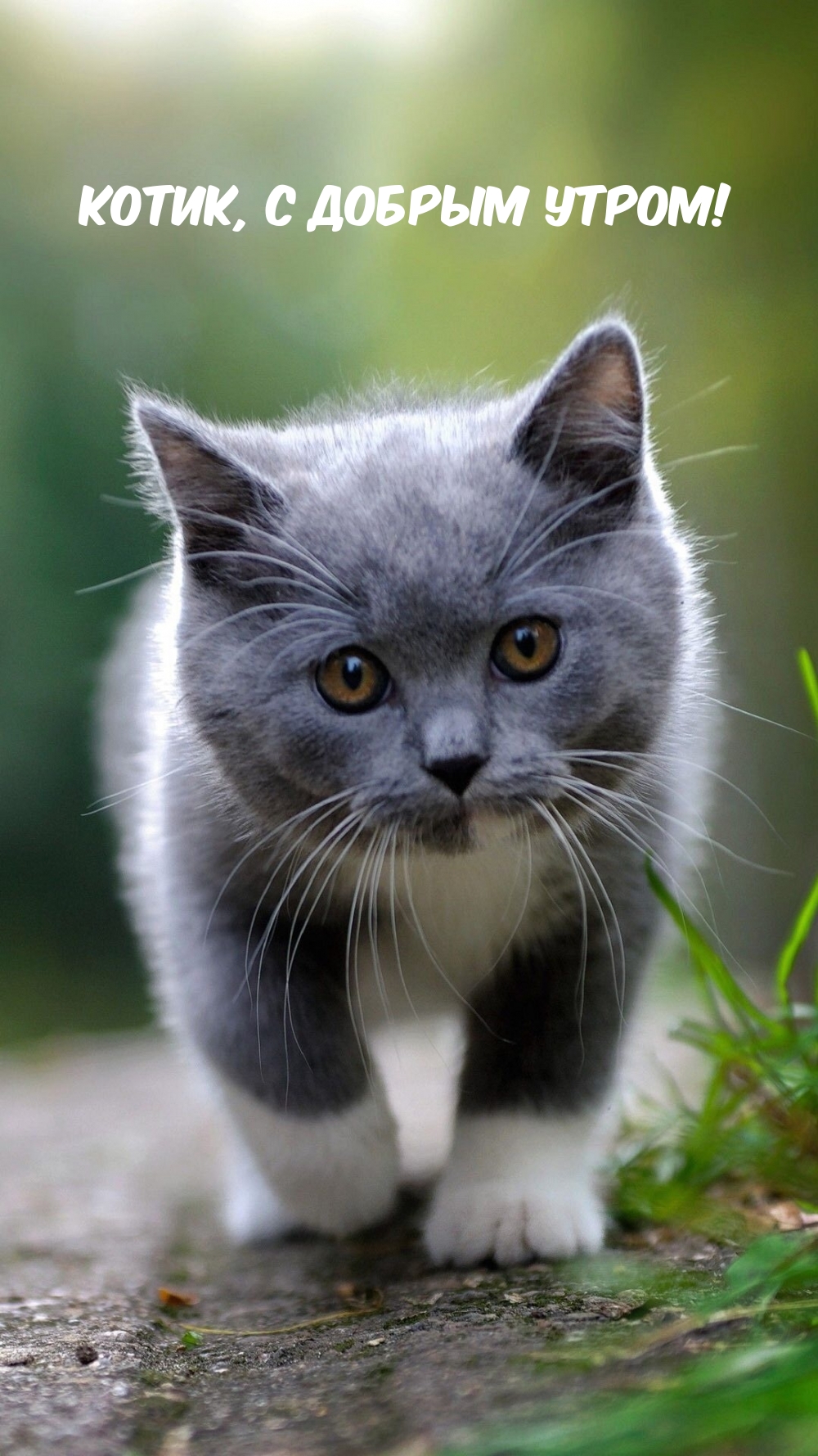 Котик, с добрым утром!