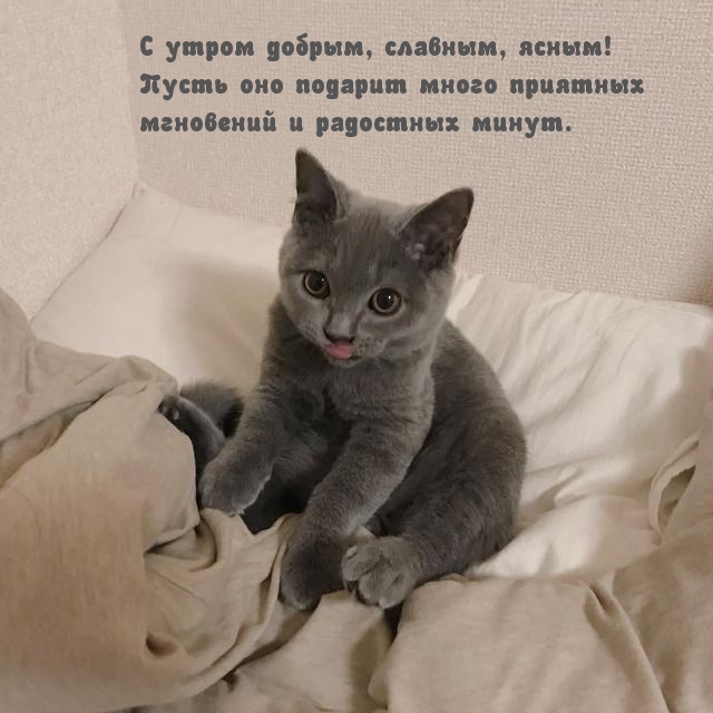 С утром добрым, славным, ясным!