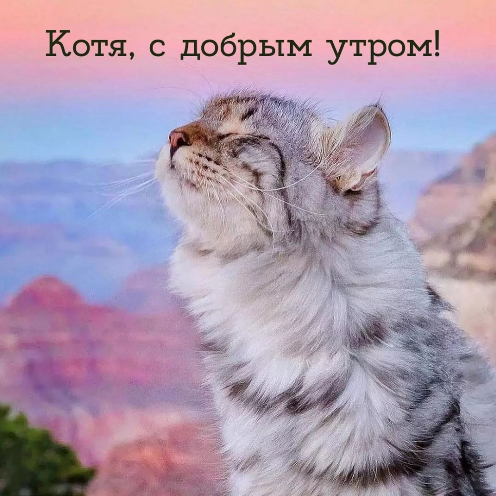 Котя, с добрым утром!