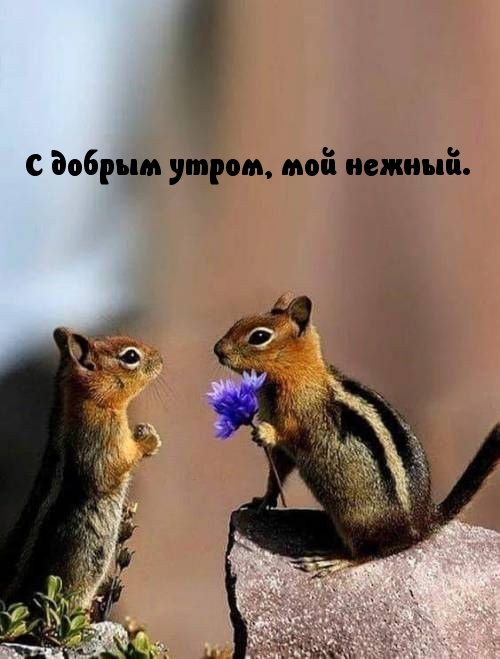 С добрым утром, мой нежный.