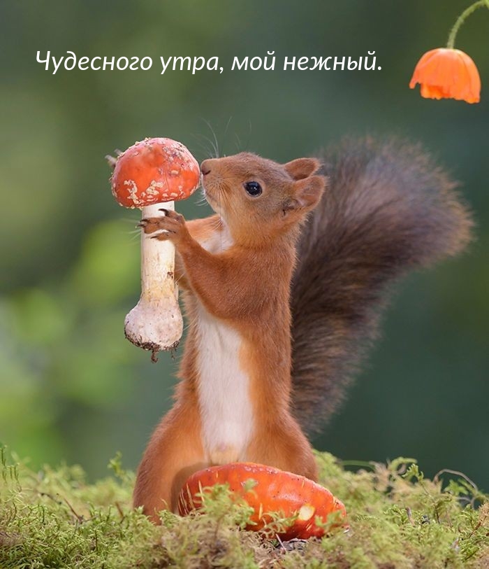 Чудесного утра, мой нежный.