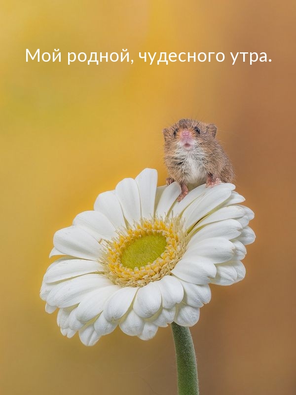 Мой родной, чудесного утра.