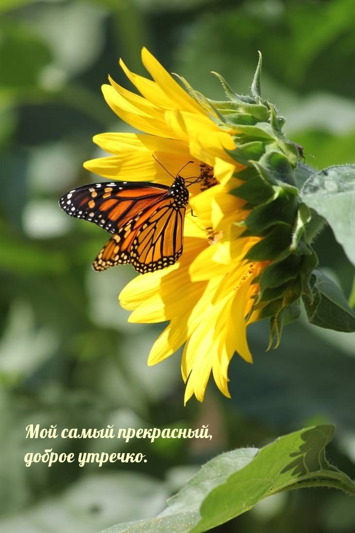 Мой самый прекрасный, доброе утречко.