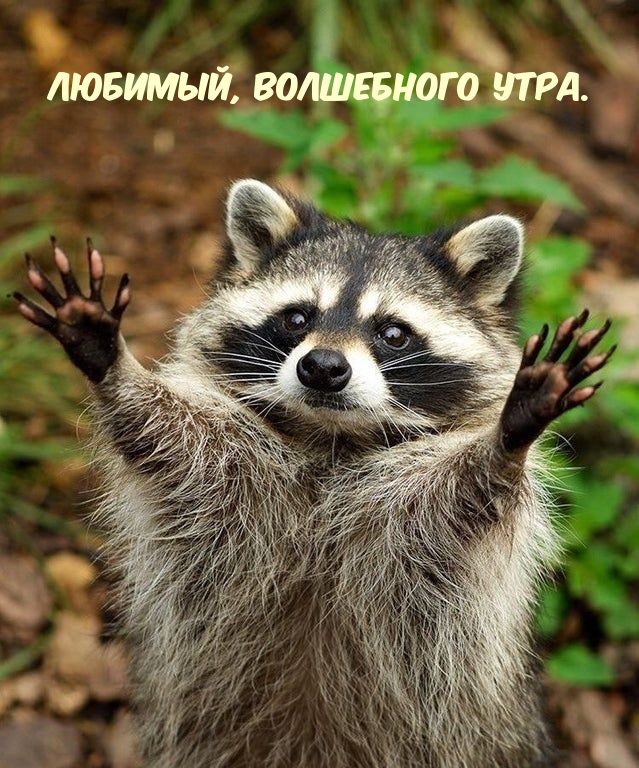 Любимый, волшебного утра.