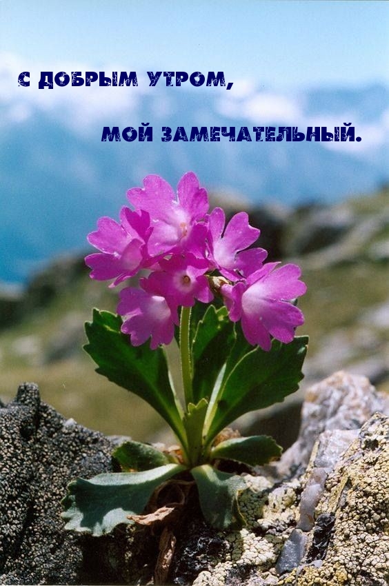 С добрым утром, мой замечательный.