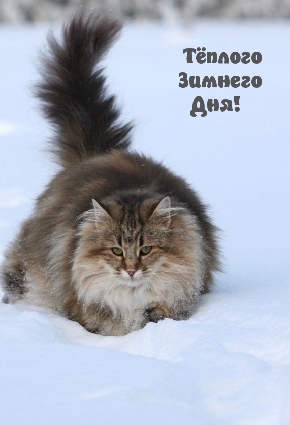 Тёплого Зимнего Дня!