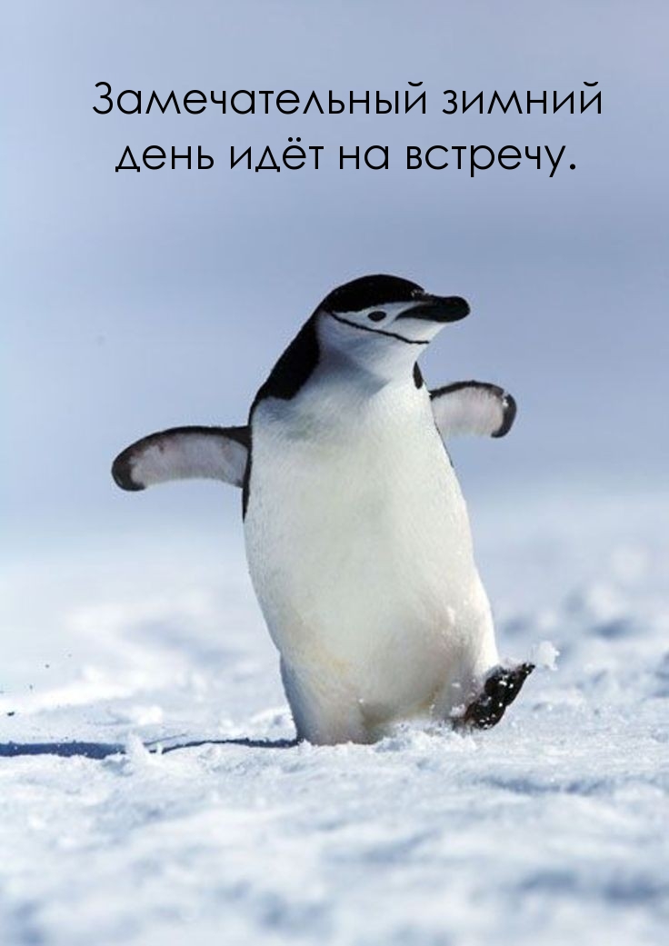Замечательный зимний день идёт на встречу.