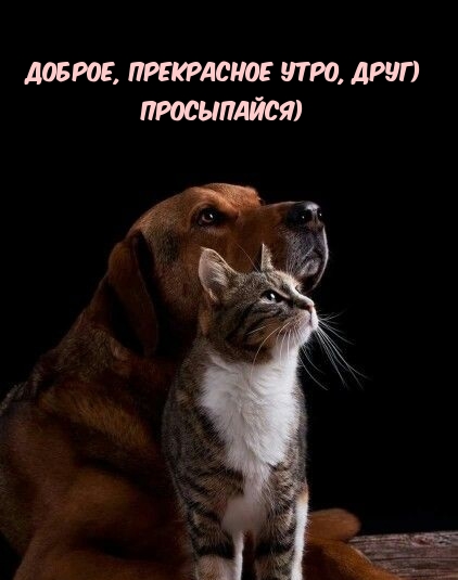Доброе, прекрасное утро, друг) Просыпайся)
