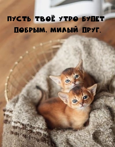 Пусть твоё утро будет добрым, милый друг.