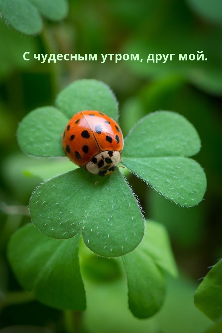 С чудесным утром, друг мой.