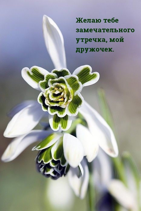 Желаю тебе замечательного утречка, мой дружочек.