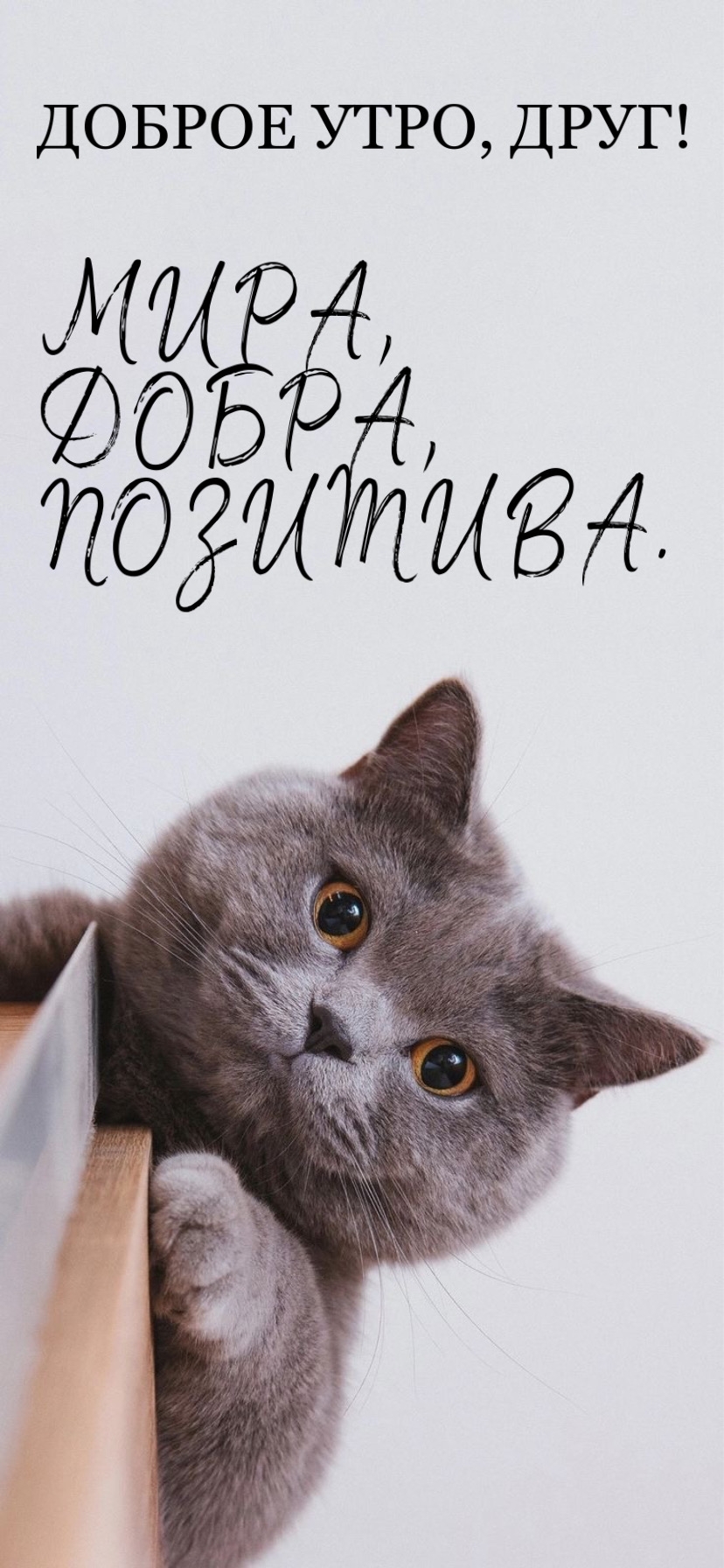 Картинка - ДОБРОЕ УТРО, ДРУГ! МИРА, ДОБРА, ПОЗИТИВА..