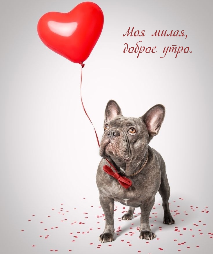 Моя милая, доброе утро.