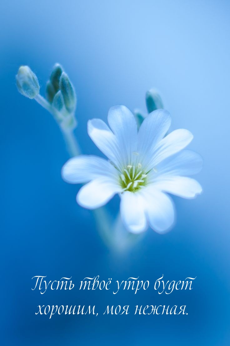 Пусть твоё утро будет хорошим, моя нежная.