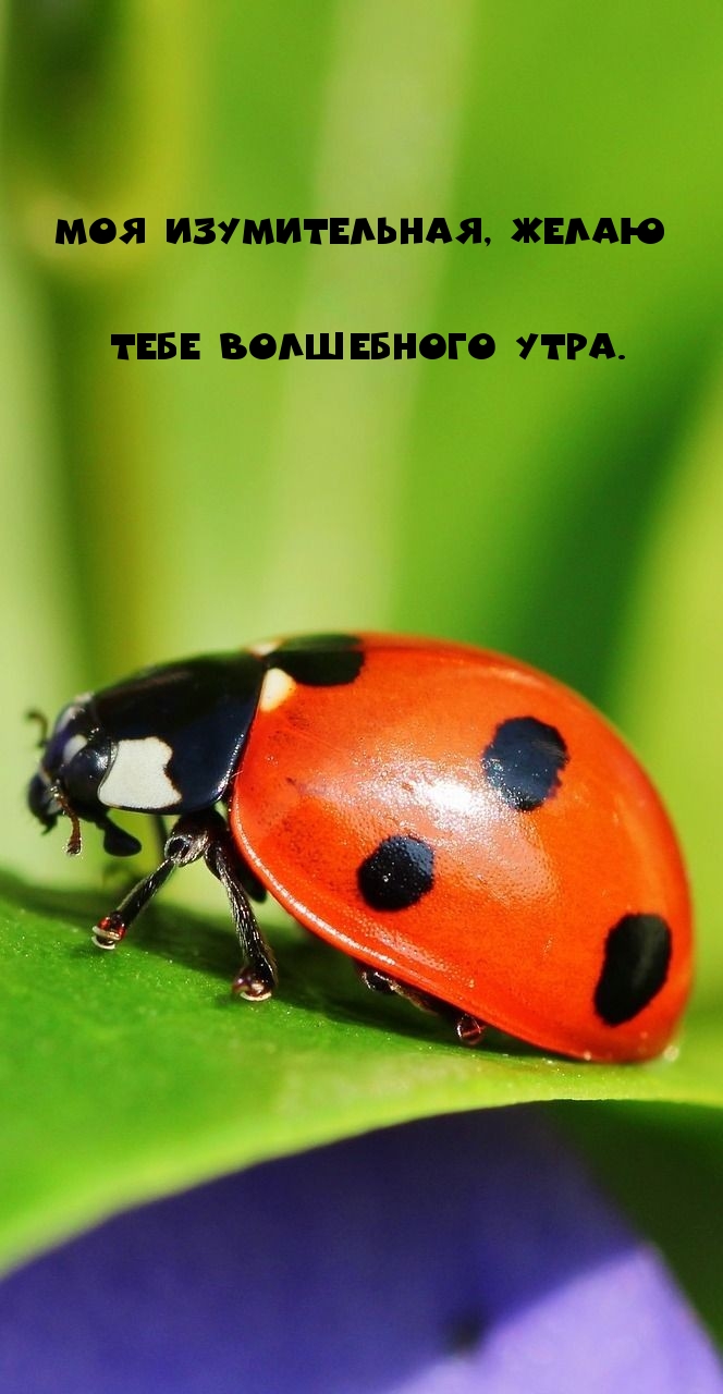 Моя изумительная, желаю тебе волшебного утра.