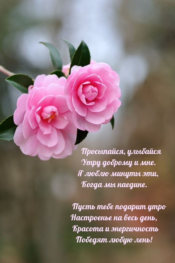 Картинка - Просыпайся, улыбайся утру доброму и мне..