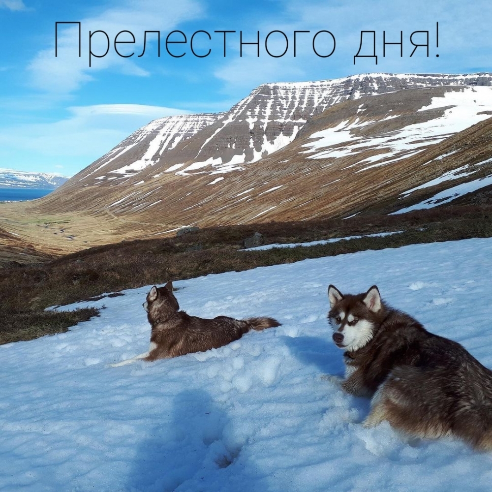 Прелестного дня!