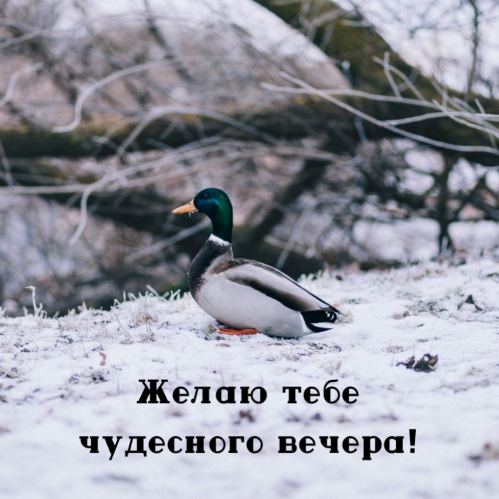 Желаю тебе чудесного вечера!