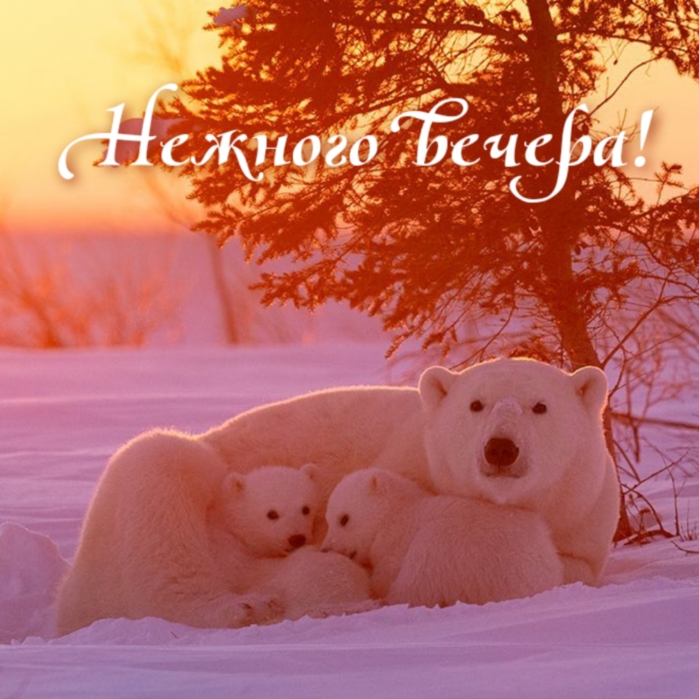Нежного вечера!
