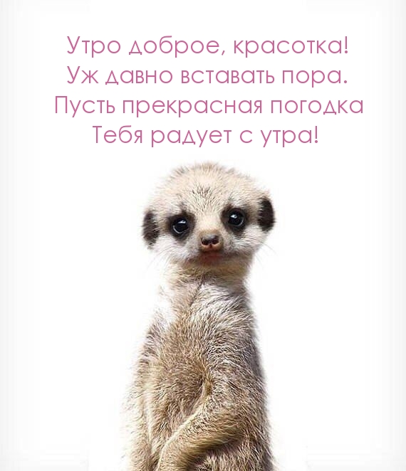 Картинка - Утро доброе, красотка! Уж давно вставать пора..
