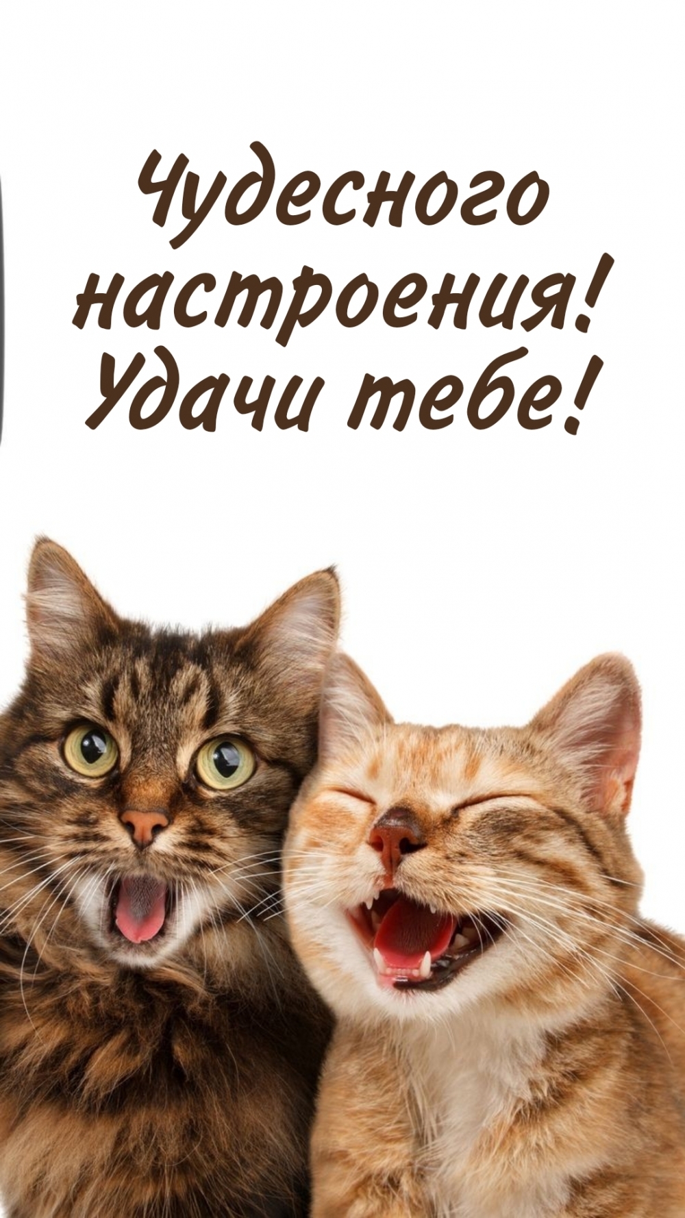 Чудесного настроения! Удачи тебе!