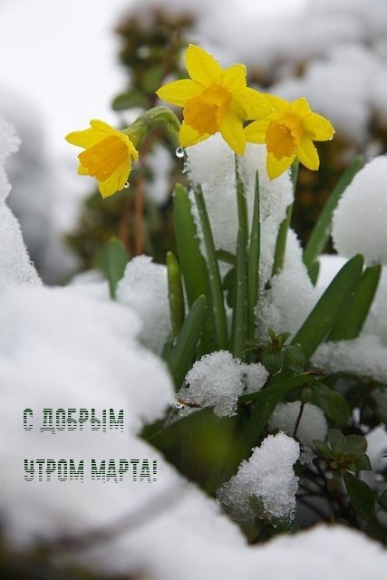 С добрым утром марта!