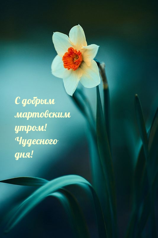 С добрым мартовским утром! Чудесного дня!