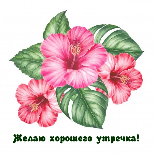 Желаю хорошего утречка!