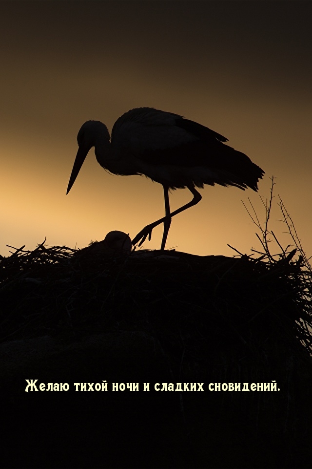 Желаю тихой ночи и сладких сновидений.