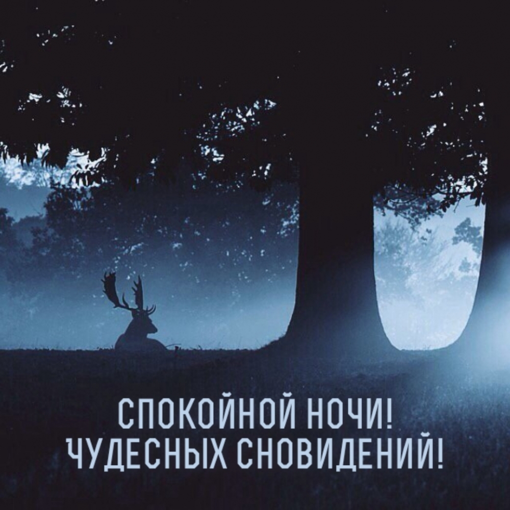 Спокойной ночи! Чудесных сновидений!