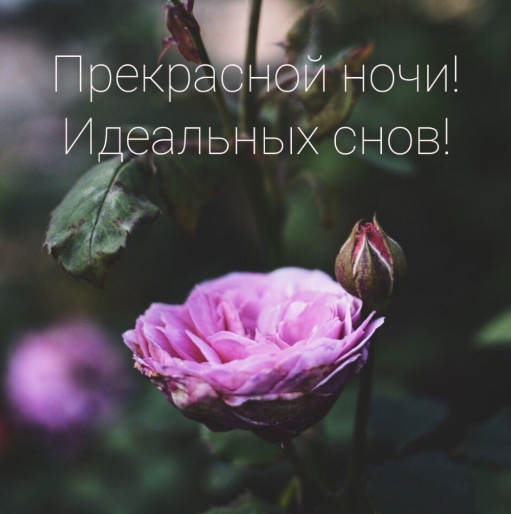 Прекрасной ночи! Идеальных снов!