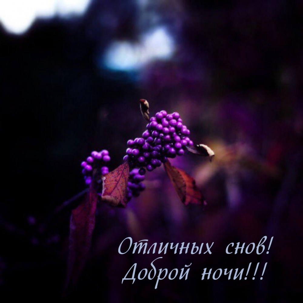 Отличных снов! Доброй ночи!