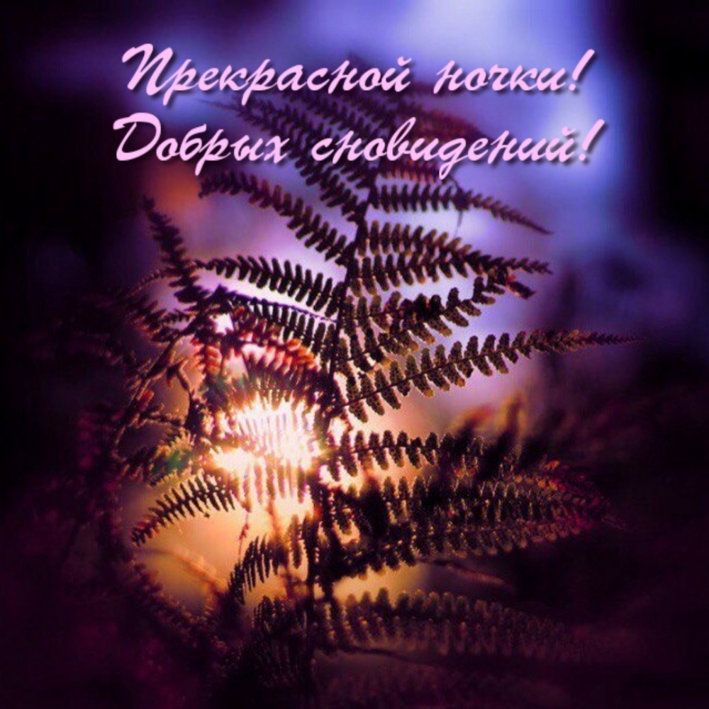 Прекрасной ночки! Добрых сновидений!