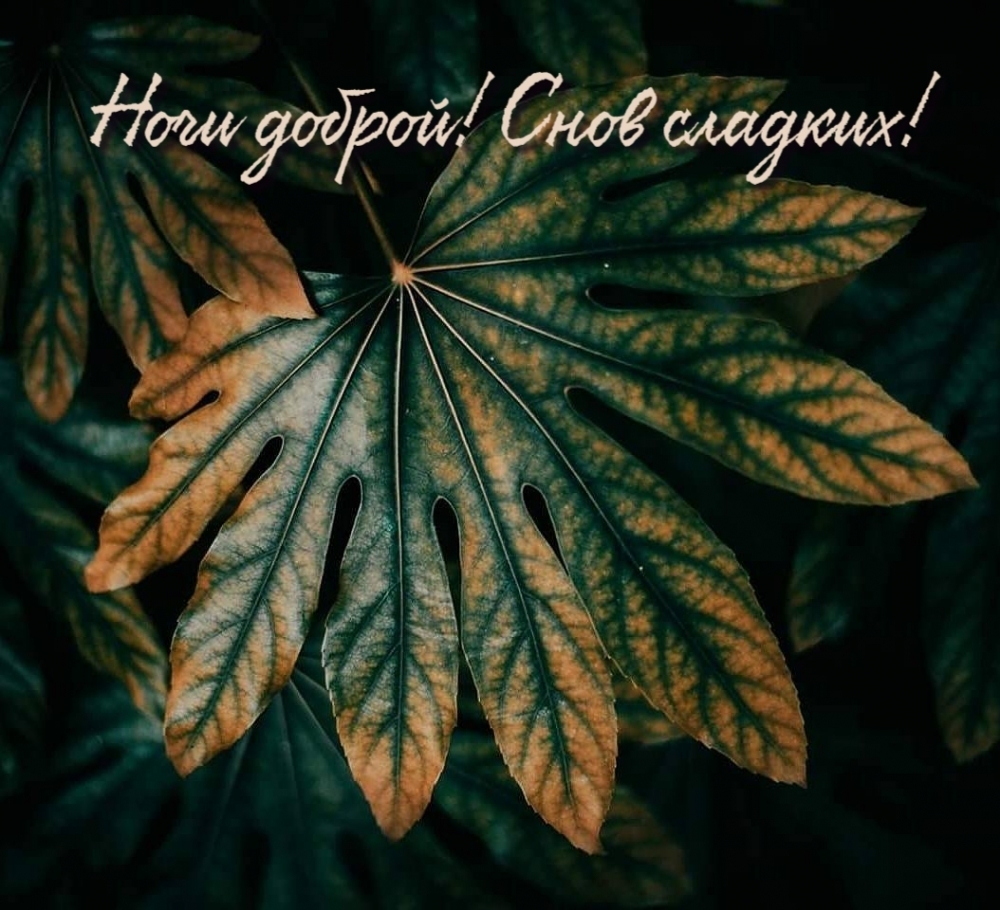 Ночи доброй! Снов сладких!