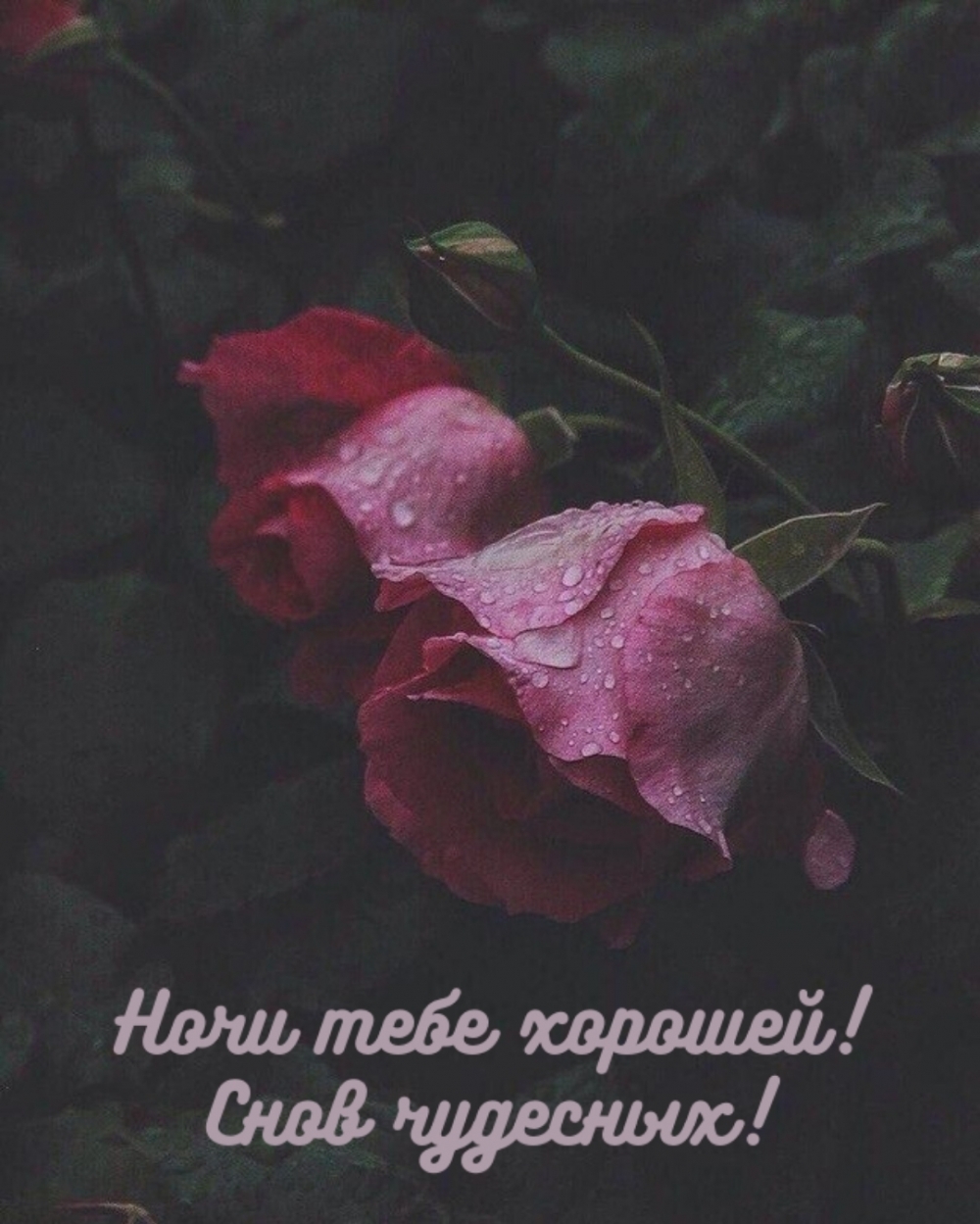 Ночи тебе хорошей! Снов чудесных!